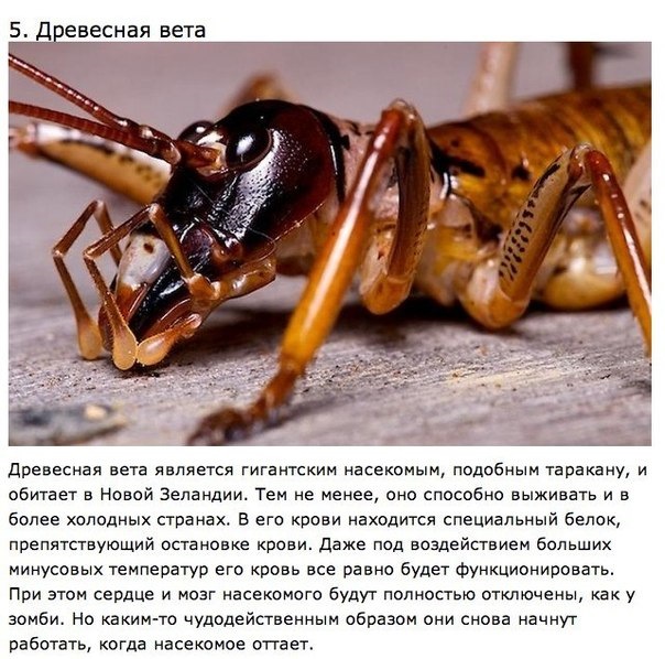 5 самых устойчивых к смерти живых организмов… — Сообщество «Это ...
