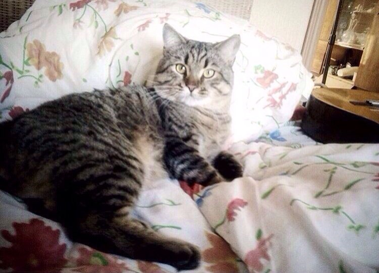 Срочно, срочно, срочно! — Suzuki Liana, 1,6 л, 2006 года | наблюдение ...