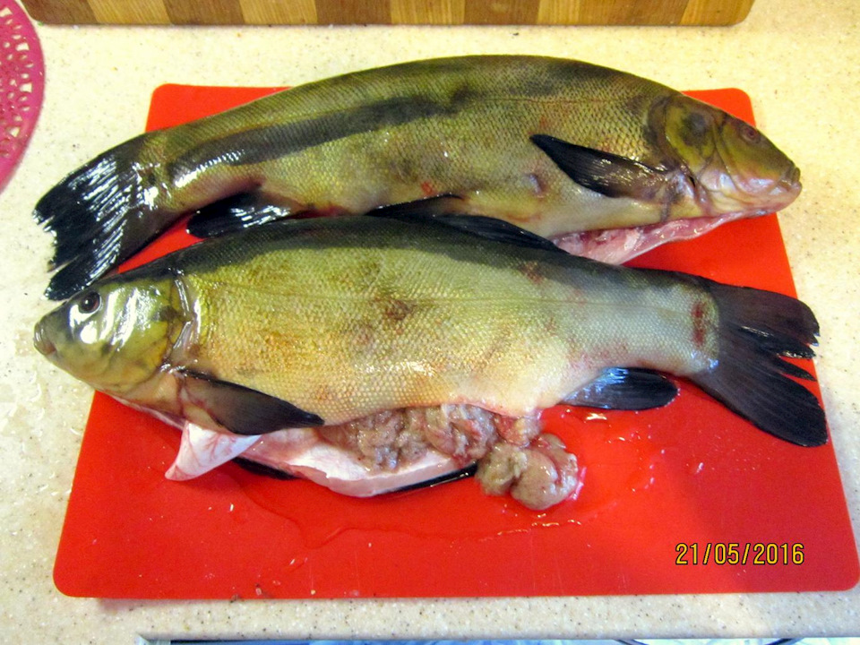 Рецепт вкусной приготовленной рыбы линь