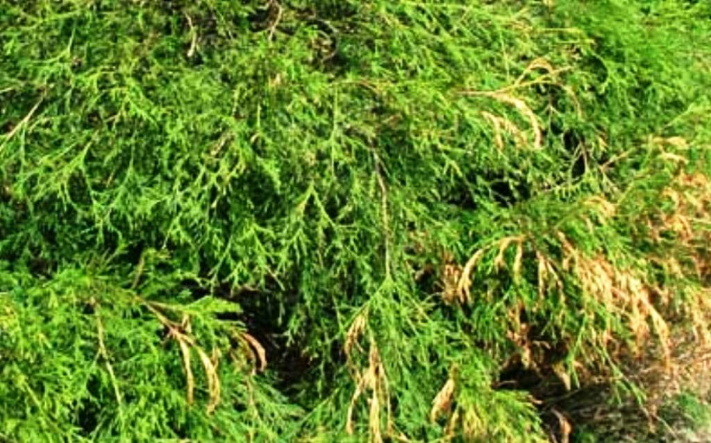 Бурое шютте кипарисовик. Туя коричневая хвоя. Туя пожелтела. Туя коричневая хвоя. Туя западная пожелтела.