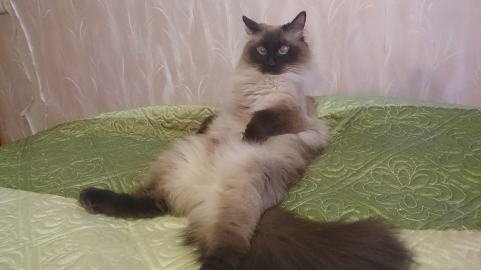 Фото в бортжурнале Subaru Impreza XV