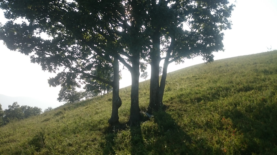 Деревья на склоне — УАЗ 315195 Hunter