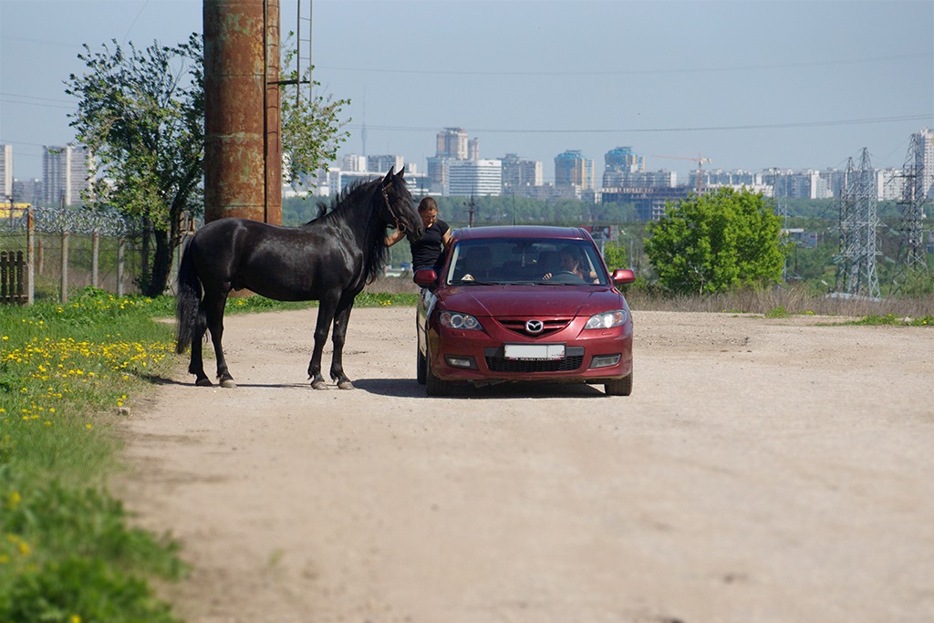 иранская порода лошадей. картинки лошадей. маздах лошадь. лошади. андалузская лошадь вороной масти.