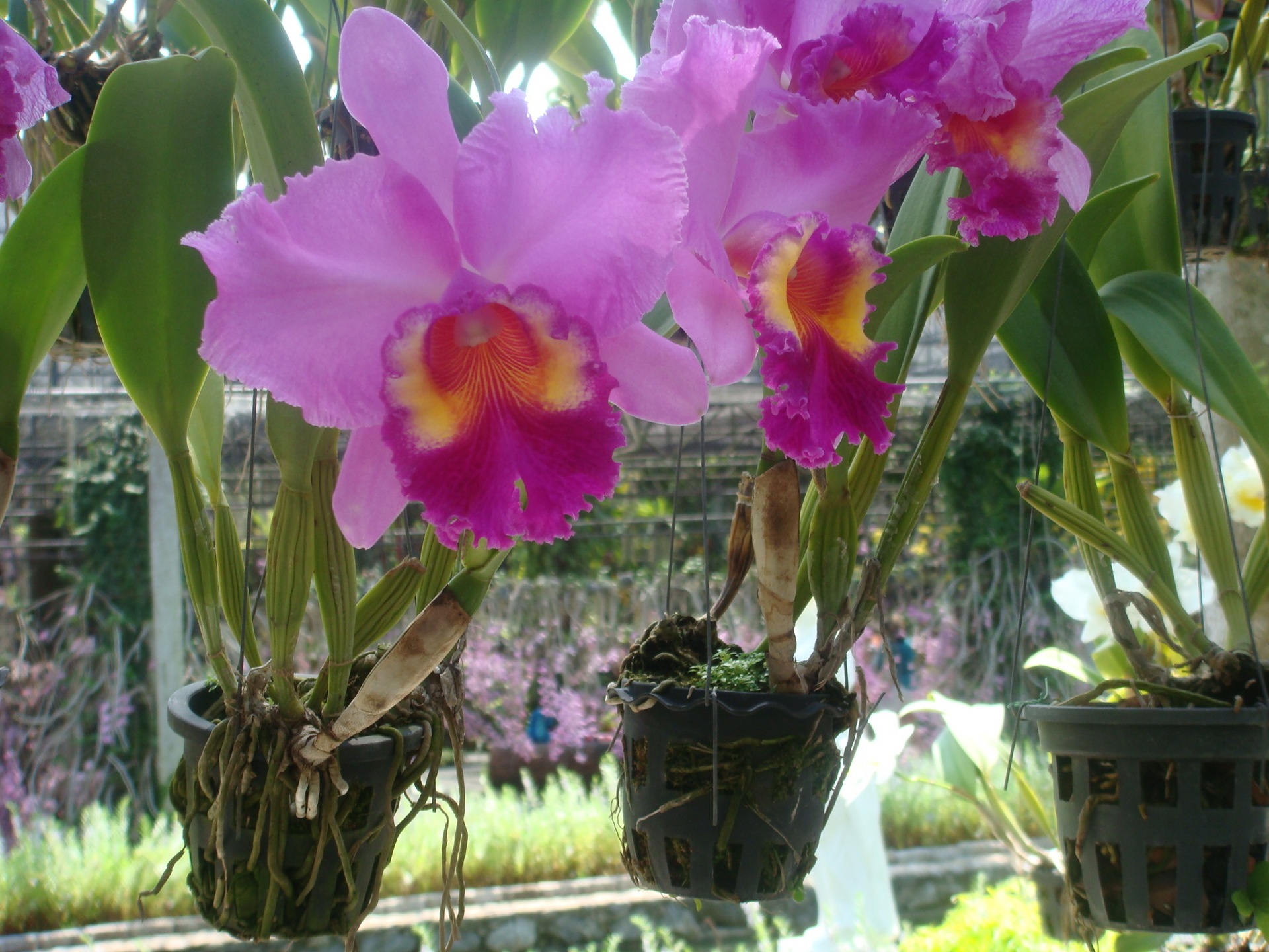 Орхидея Тайланд