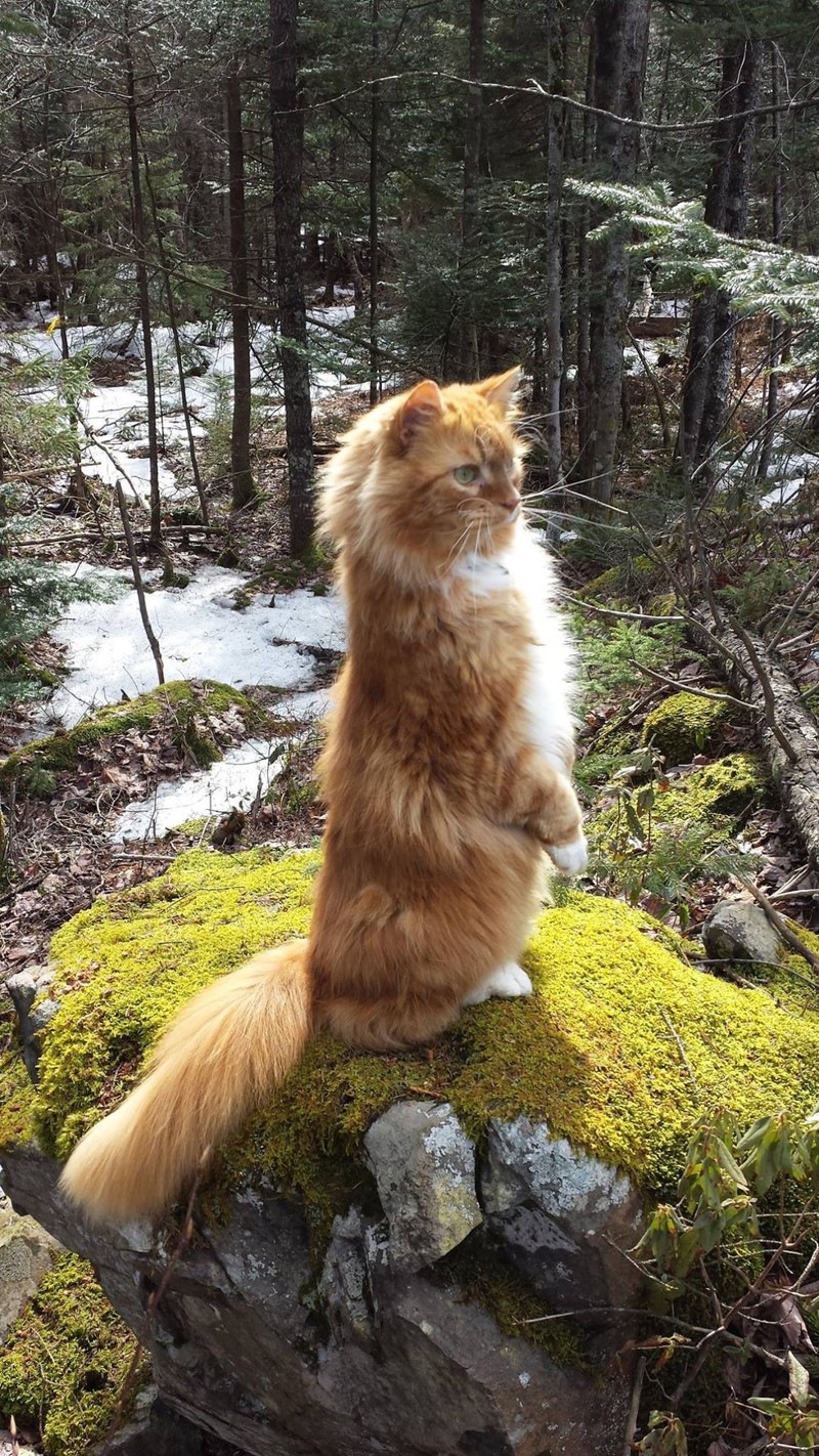 Кошка лесная