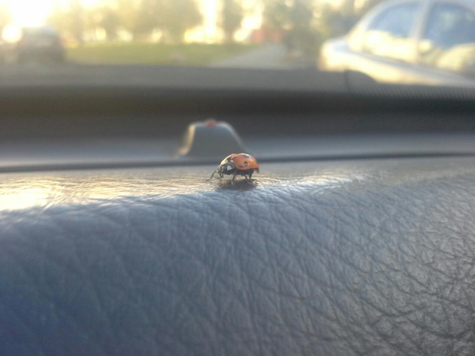 вдруг откуда ни возьмись…))) — Volvo V70 I, 2 л, 1998 года | встреча ...