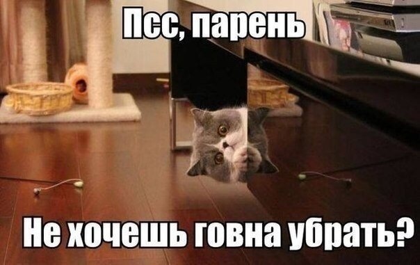 Мужик с котом мем
