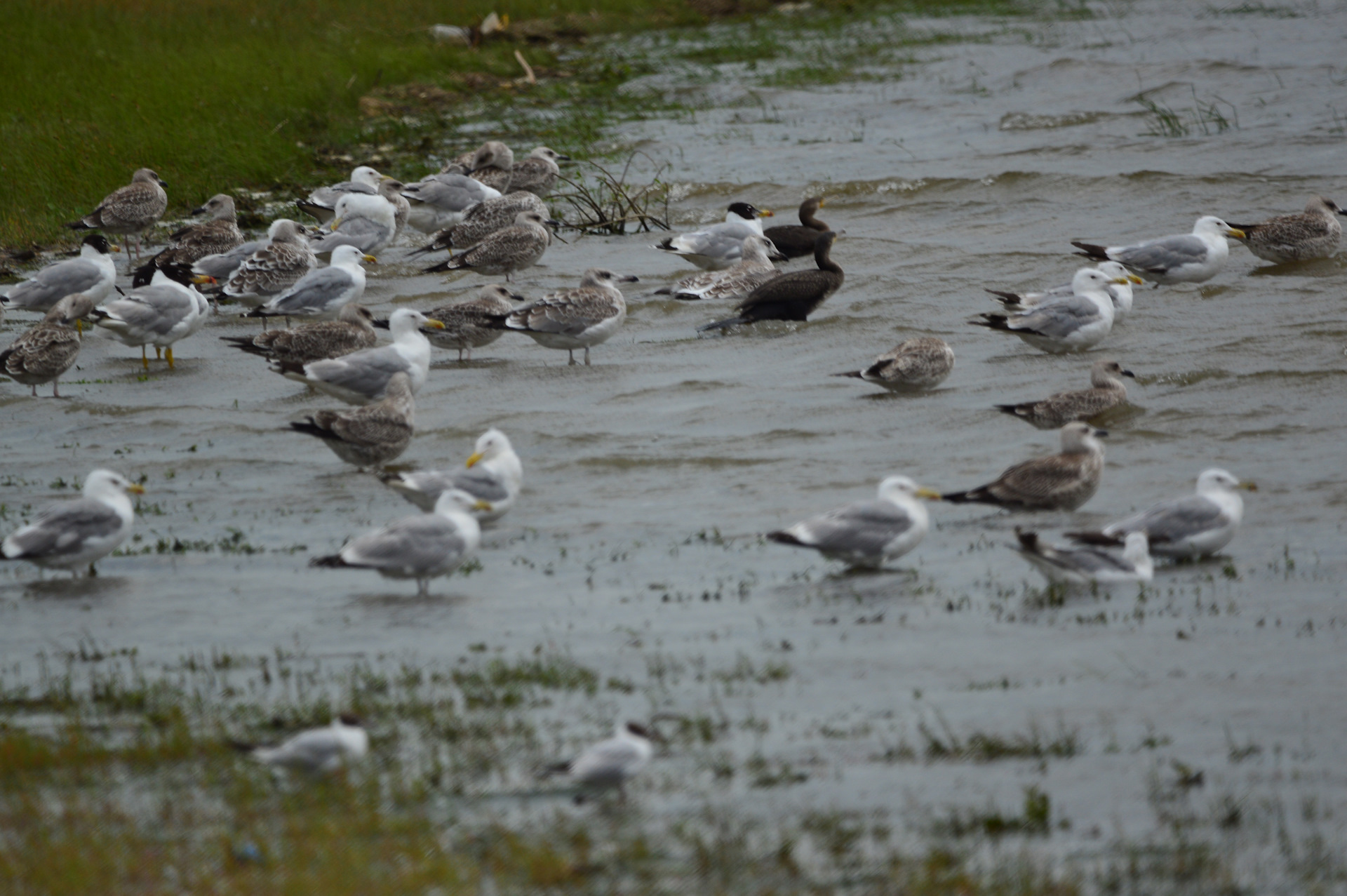 В дельте волги орнитологи оцифровывают звуки птиц. Астраханский заповедник баклан. В дельте волги орнитологи оцифровывают звуки птиц. Астраханский заповедник цапли. Астраханский заповедник малые бакланы.