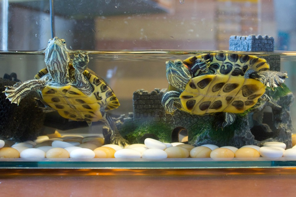 Черепаха в аквариуме уход