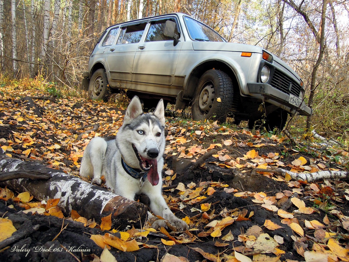 Хаски в машине — Сообщество «Siberians Husky» на DRIVE2