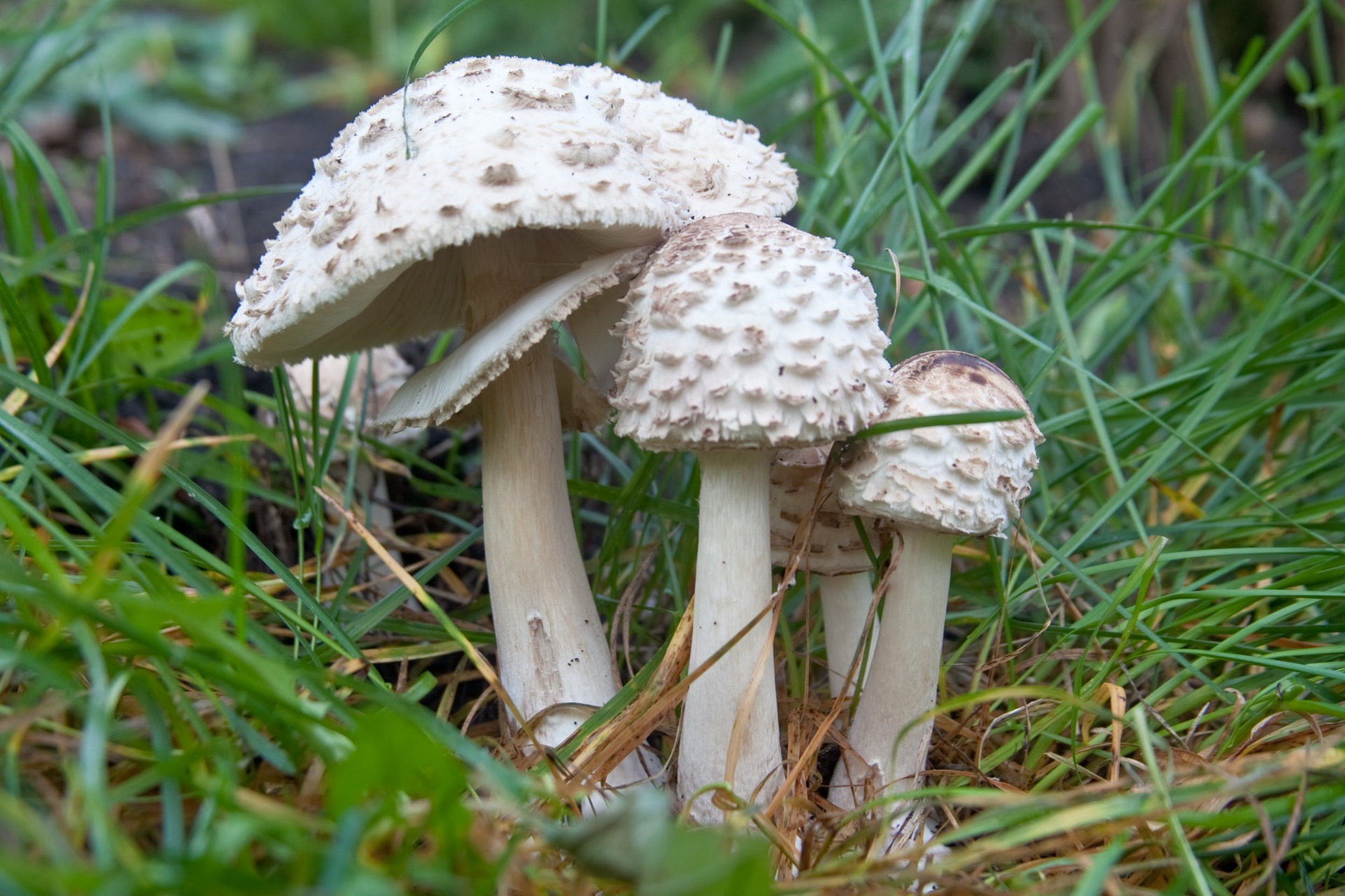 Какие грибы похожи на поганки. Гриб-зонтик девичий (Macrolepiota puellaris). Гриб зонтик поганка. Гриб зонтик белый съедобный. Лесной шампиньон зонтик.