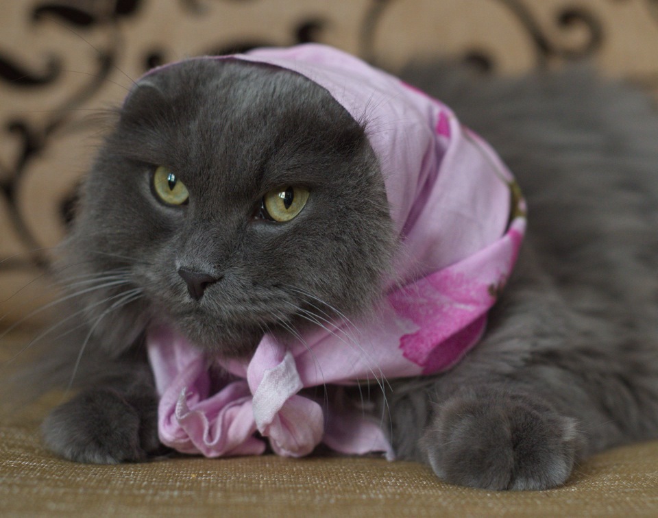 сгонял в академию да экзист посетил — Ford Bronco (5G), 5 л, 1994 года ...