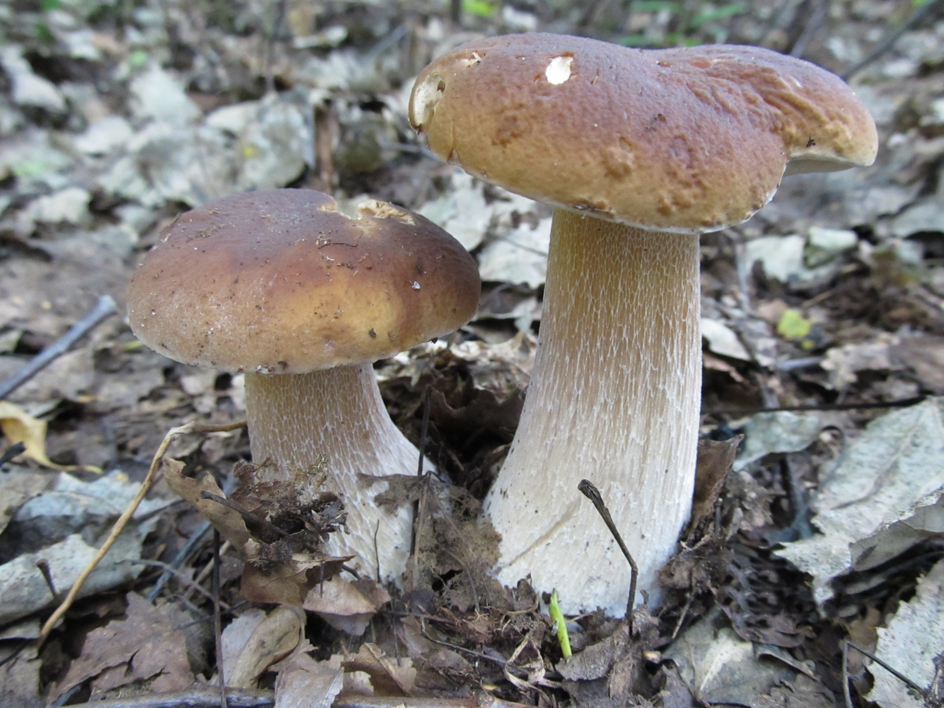 Северные грибы