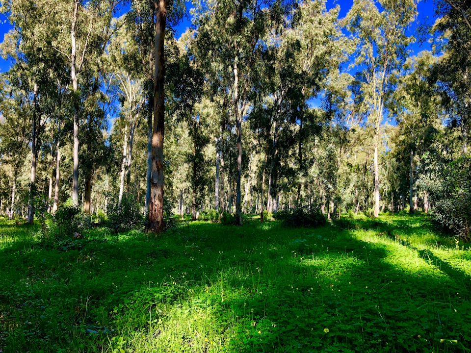 Это в сезон дождей в эвкалиптовой роще около города Хадера. — Suzuki Jimny (1G)