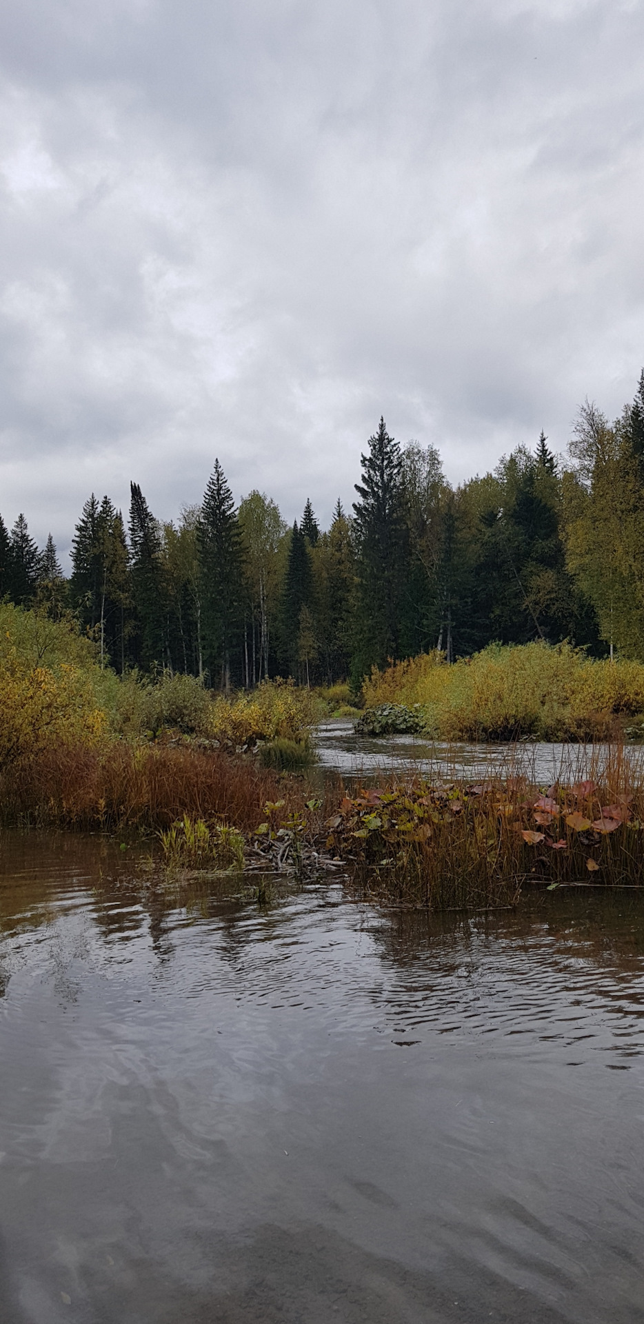 какая рыба водится в реке золотой китат. Смотреть фото какая рыба водится в реке золотой китат. Смотреть картинку какая рыба водится в реке золотой китат. Картинка про какая рыба водится в реке золотой китат. Фото какая рыба водится в реке золотой китат