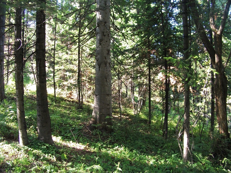 В Волчиху за грибочками! — DRIVE2