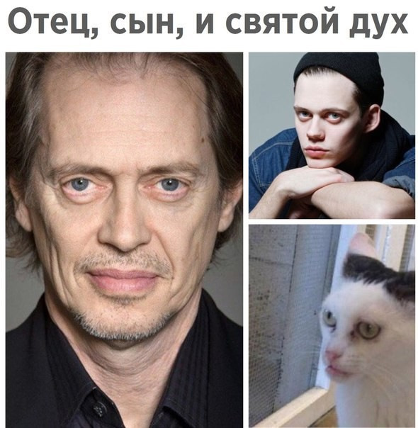 Кот стива бушеми
