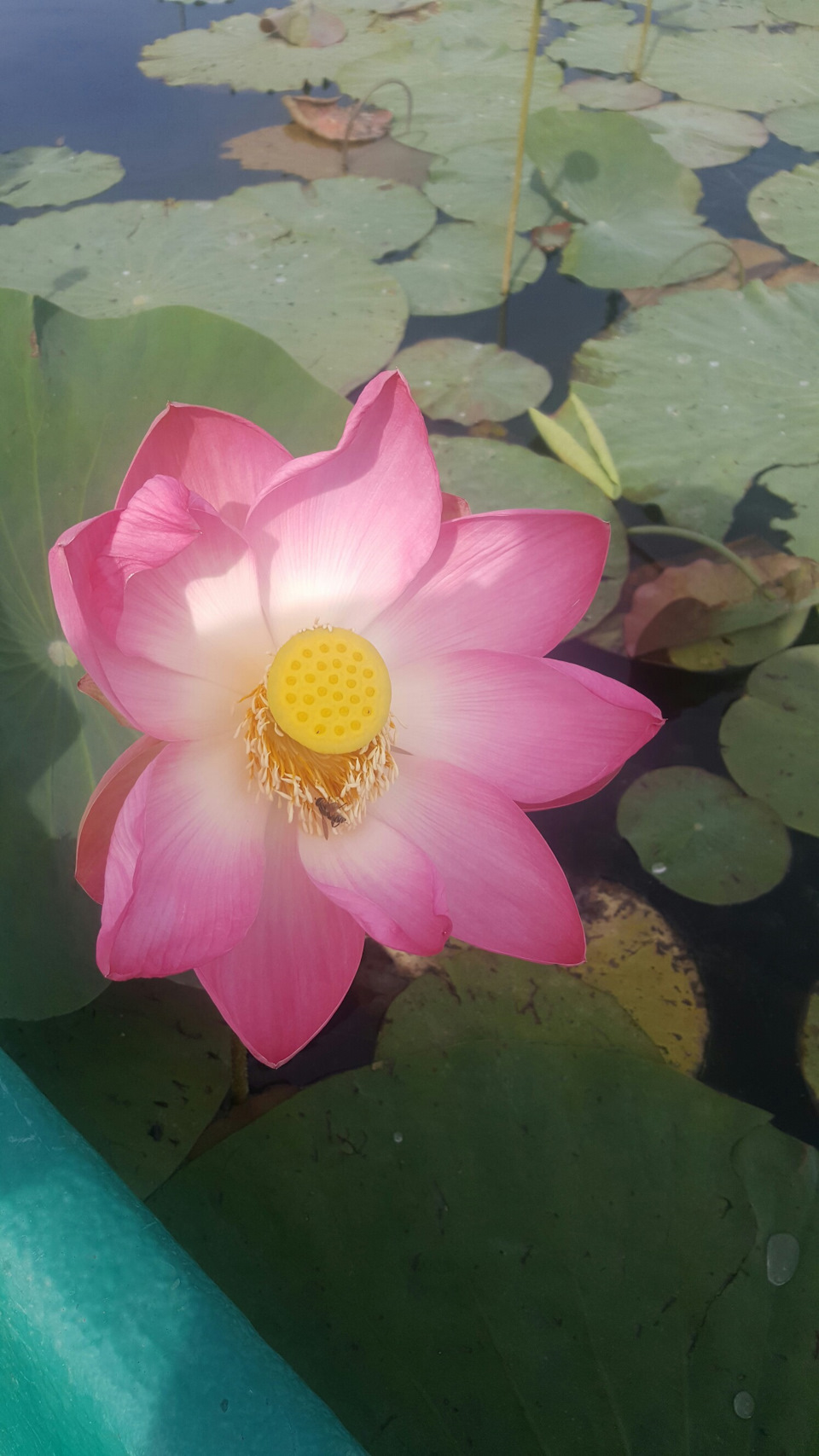 поезда в Астрахань. впечатления о дороге и водителях. — KIA Rio (3G), 1 ...