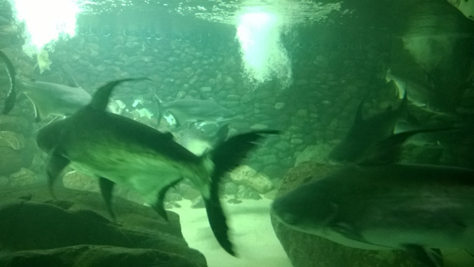 И снова Пенза))) — Daewoo Matiz (M100, M150), 0,8 л, 2012 года ...