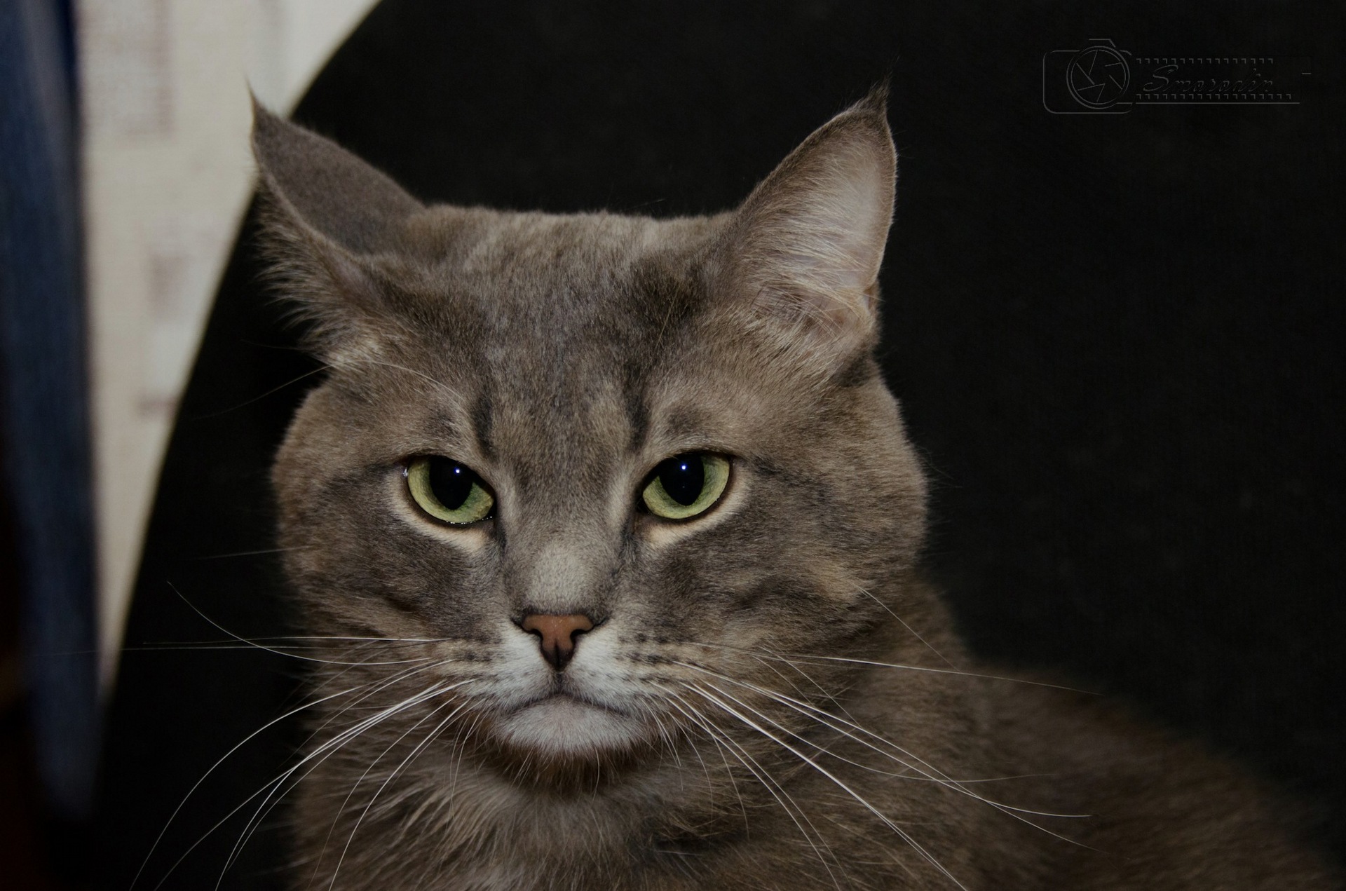 5b735eu 960 операция ы тренировка на кошках