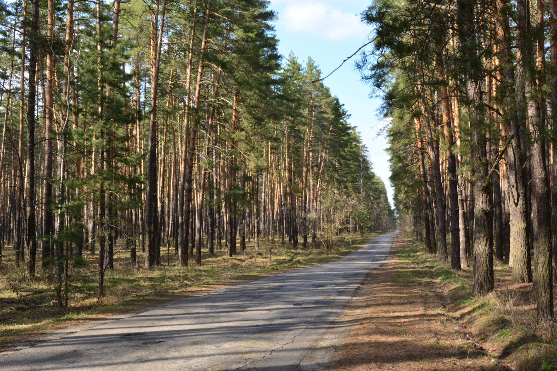 Апрель рамонь. Рамонь лес дорога. Турбаза Кристалл Воронеж Рамонь. База сосна Рамонь. Жемчужина у леса Рамонь.