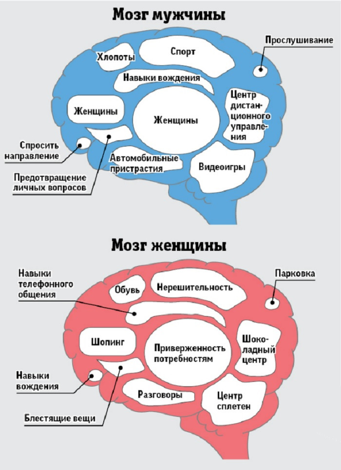 Картинка мозг женщины прикол, валечка днем рождения