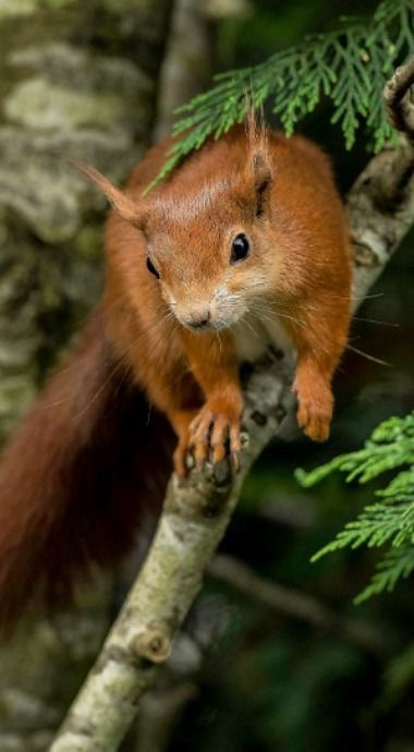 белки 160. белки 160. обыкновенная белка. белки 160. белочка с орешками.