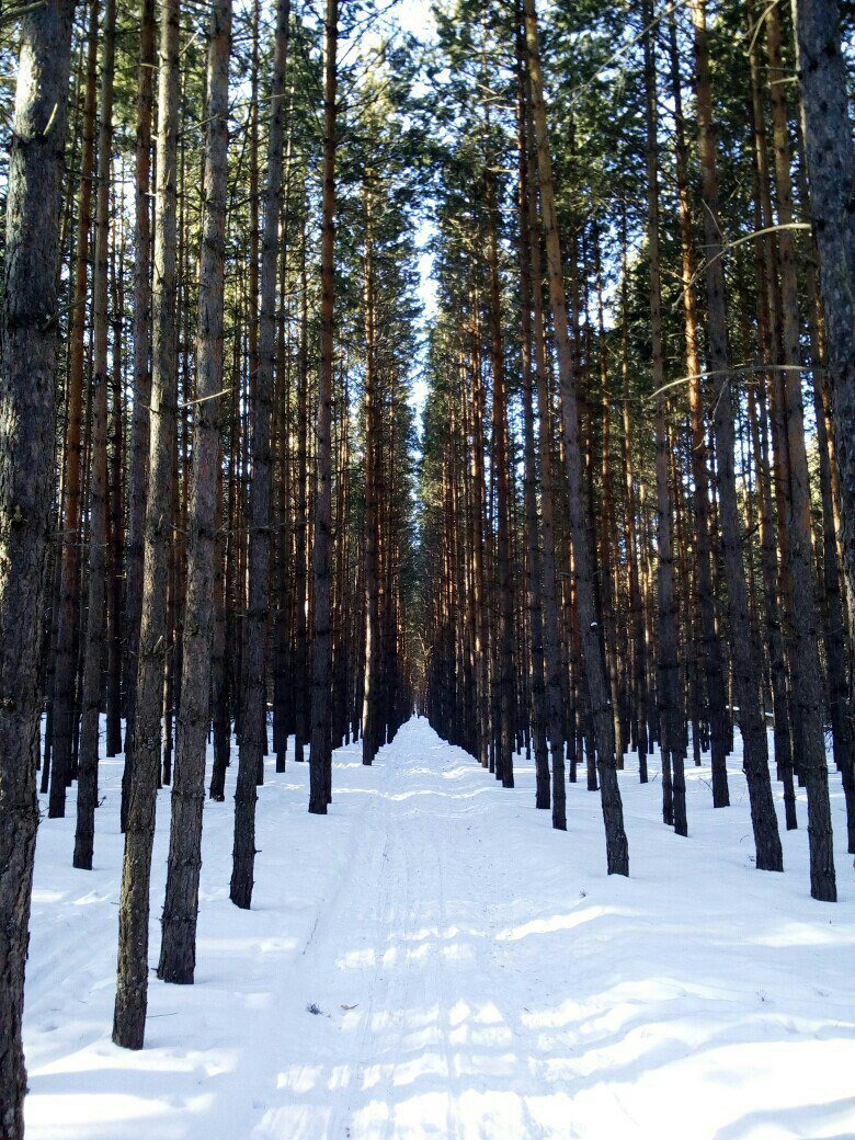 Фото бузулукского бора зимой