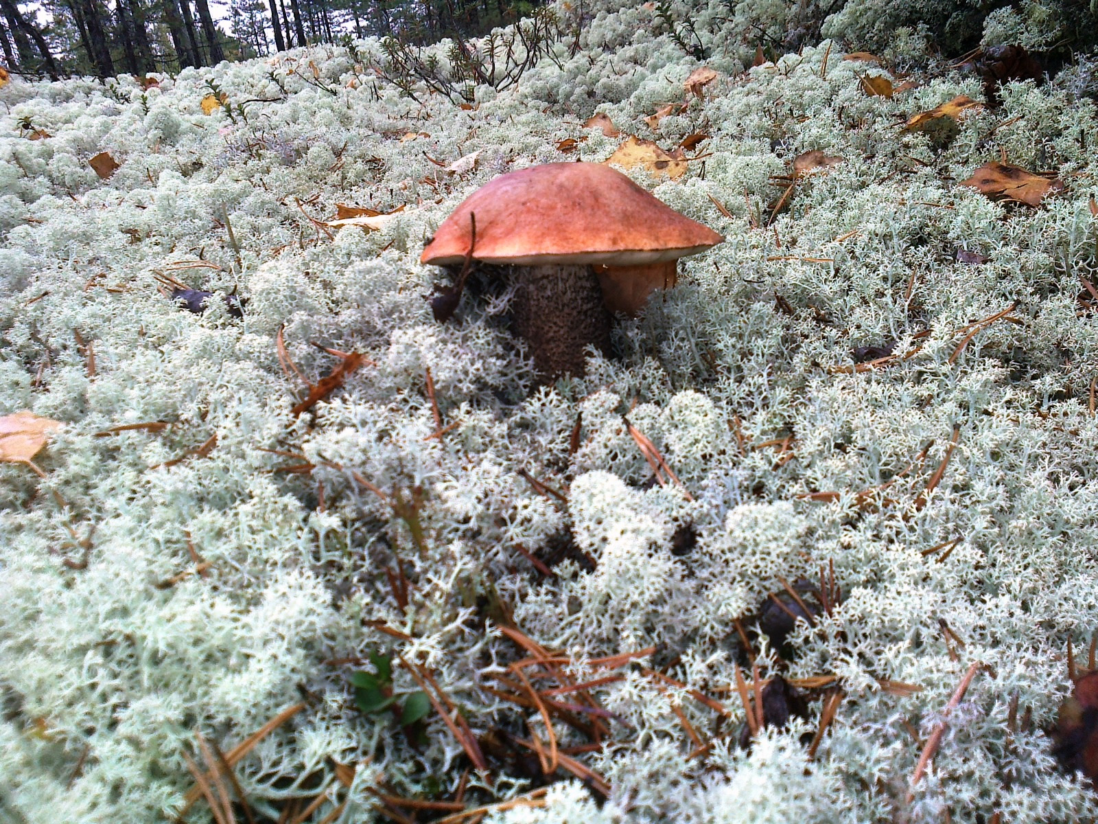 Ягель тундра грибы