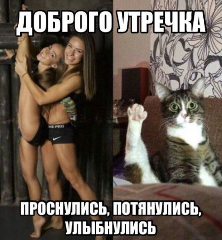 Пошлые мемы с котами