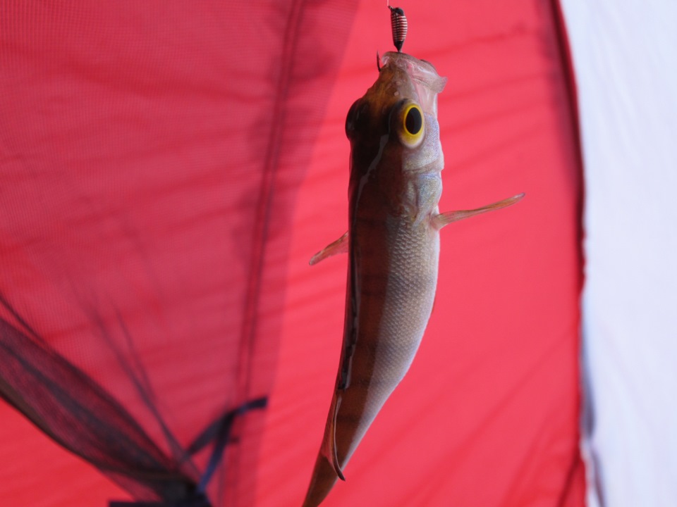 НГ 2015 или попытка стать рыбаком — DRIVE2