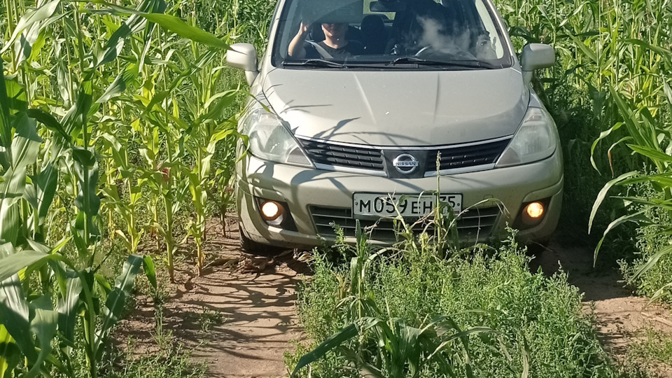 Поменял масло — Nissan Tiida (1G), 1,6 л, 2008 года | наблюдение | DRIVE2