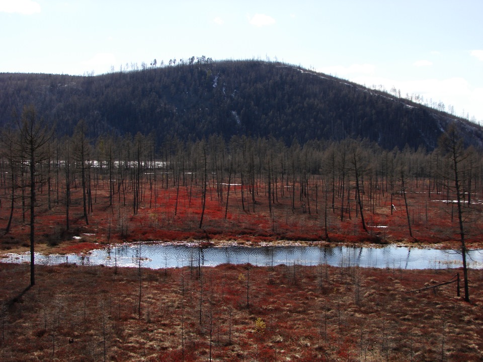 С окошка тепловоза Лопчинский заказник. — DRIVE2