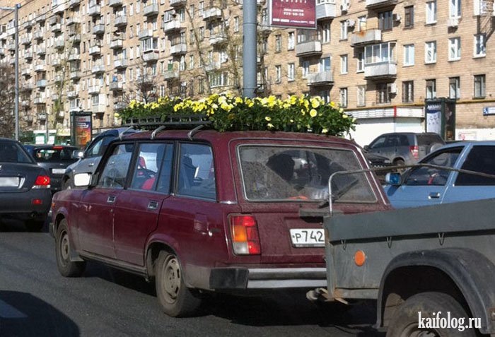 Рассада в багажнике