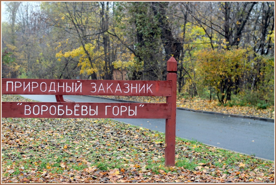 Презентация заказник воробьевы горы