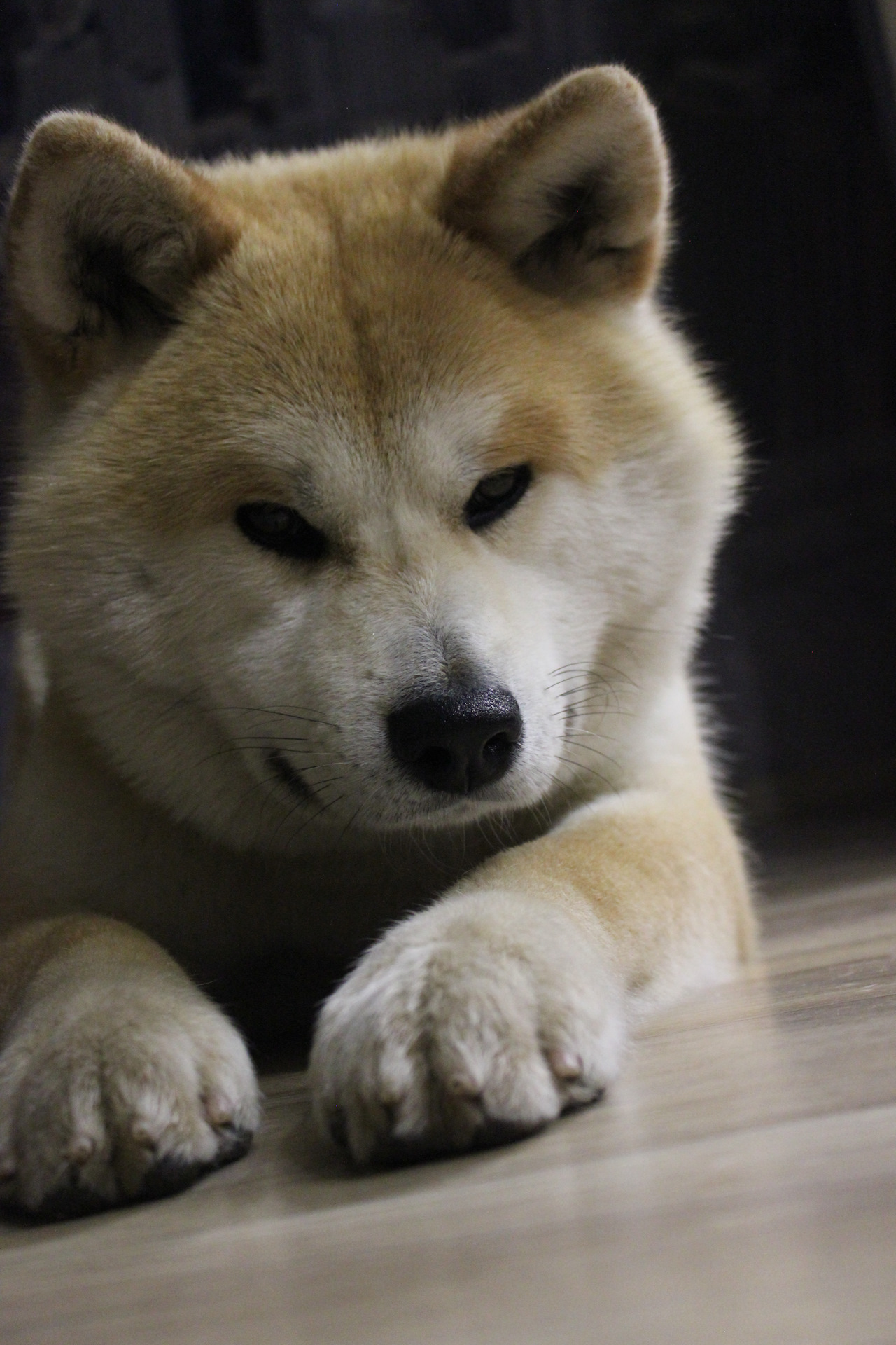 породы хорошо переносящие одиночество. породы собак переносящие одиночество. порода собак cavachon. породы хорошо переносящие одиночество. породы хорошо переносящие одиночество.