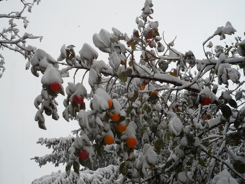 Хурма зимой. Хурма в снегу. Хурма под снегом. Хурма на дереве зимой. Заснеженная хурма в Китае.