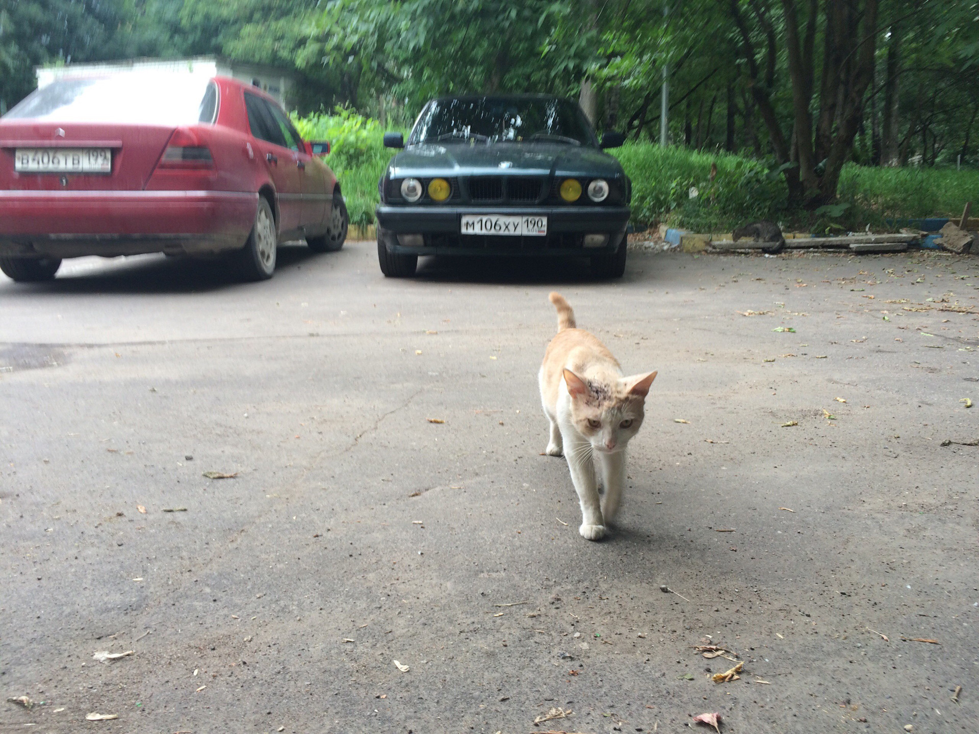 Кот возле бмв