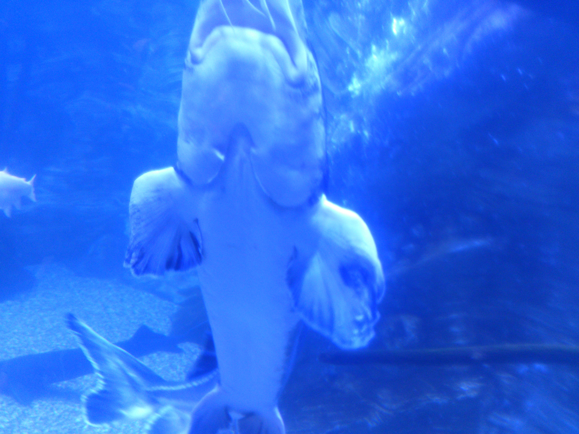 Мальчик спасший людей в крокус сити. Крокус Сити океанариум дельфины. Крокус Сити океанариум Москва. Скульптуры в Крокус Сити. Перламутровые рыба белого цвета в океанариуме в Крокусе.