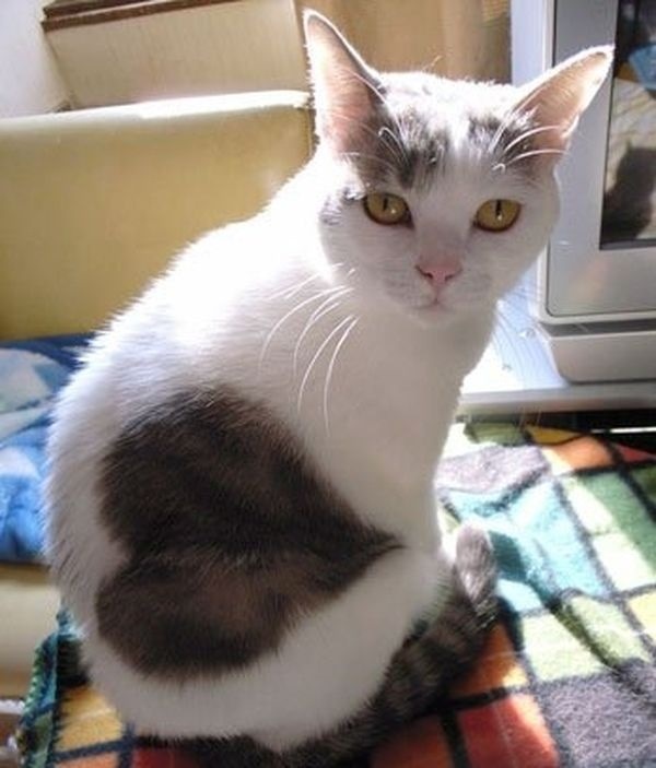 Это кошка