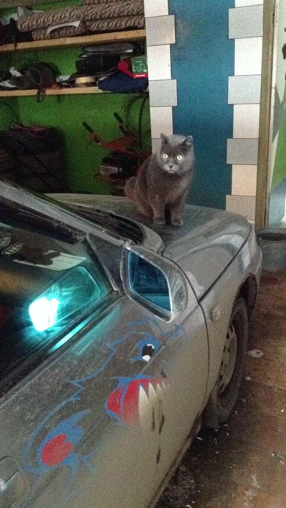 Кот, который любит машины — DRIVE2