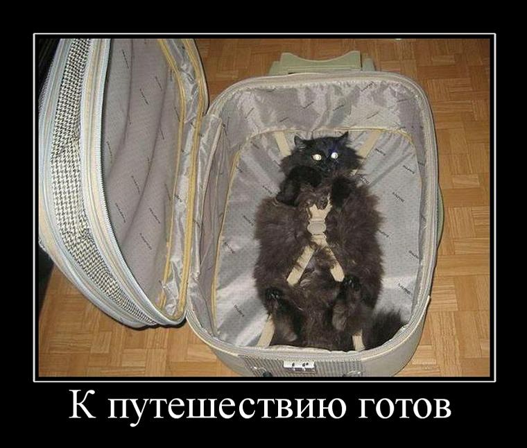50-летию, прикольные картинки про чемоданное настроение