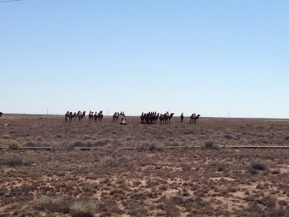 Путешествие в Казахстан на оз.Балхаш — Lada Приора хэтчбек, 1,8 л, 2012 ...