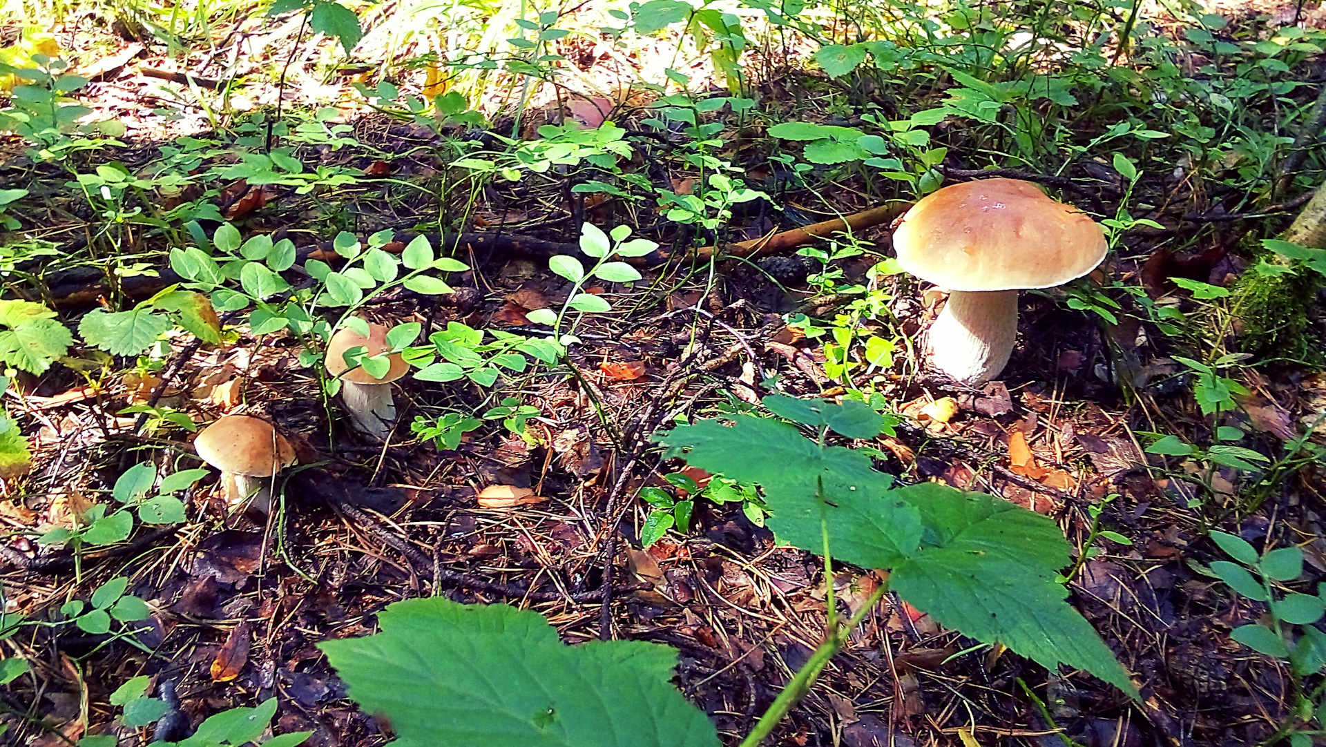 Августовские грибы в Прикамье