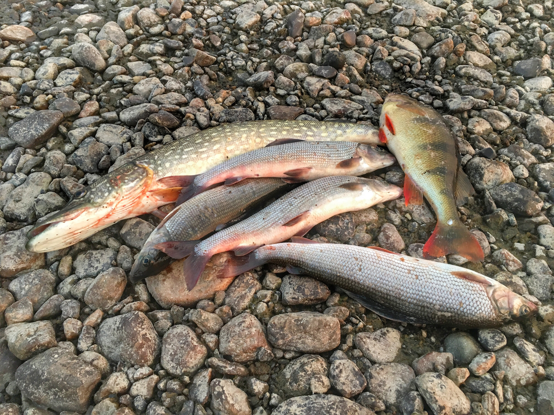 Озеро ли рыбалка. Рыба в реке Вятка. Рыба в реке Вятка Кировской области. Рыбинское водохранилище рыбалка. Река Вятка рыбалка.