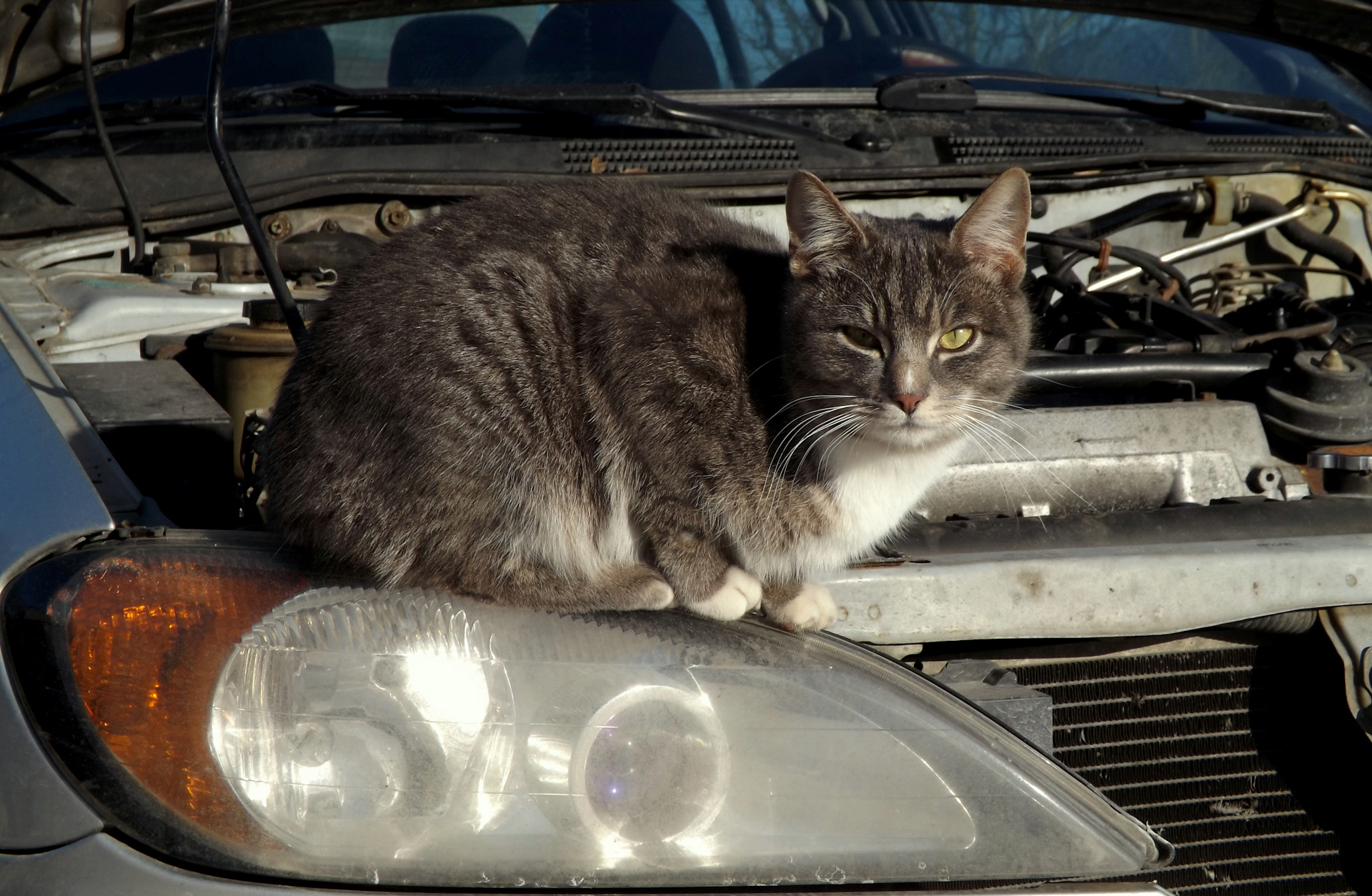 Кот механик. Кот автомеханик. Кот автослесарь. Приколы коты механики. Коты автомеханик картина.