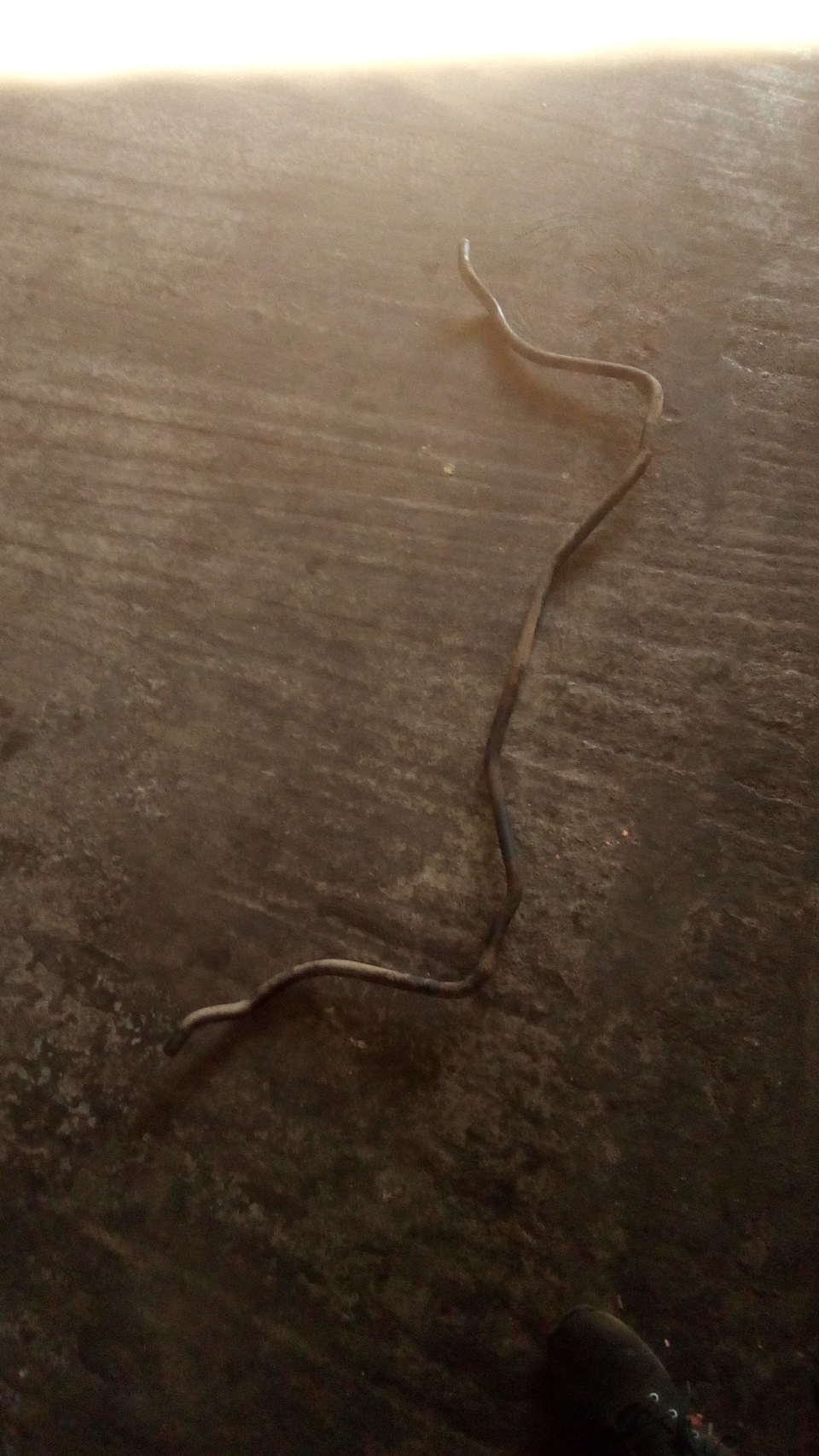 змея пыльник фото