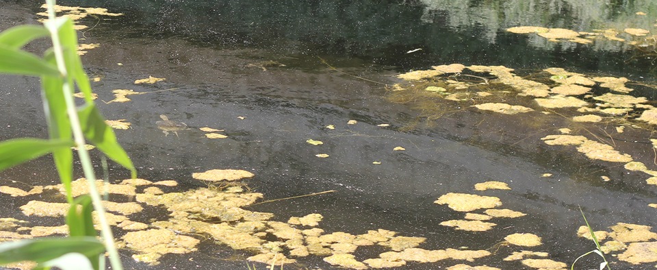 Черепашка. — Toyota Land Cruiser 100