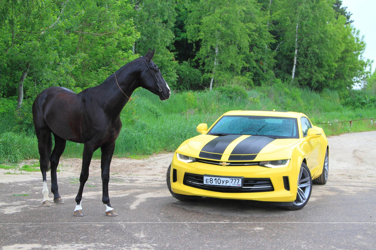 Если бы Бамблби родился в Европе. Chevrolet Camaro 2.0 — «Тест-драйвы» на  DRIVE2