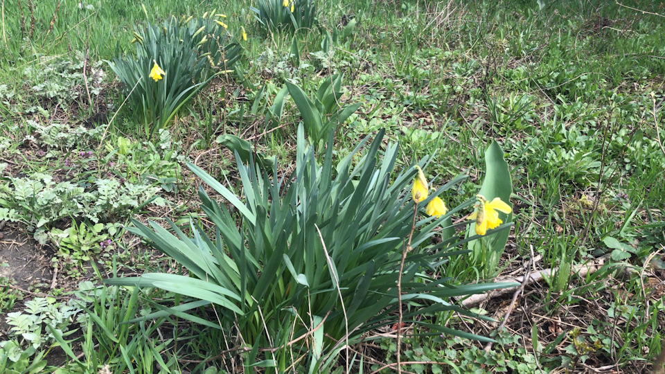 Выходные владельца Land Rover D2 — Land Rover Discovery II, 2,5 л, 2001 ...